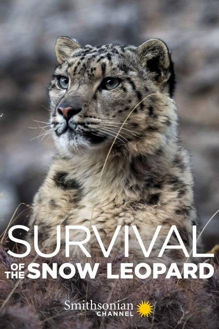 Survival Of The Snow Leopard