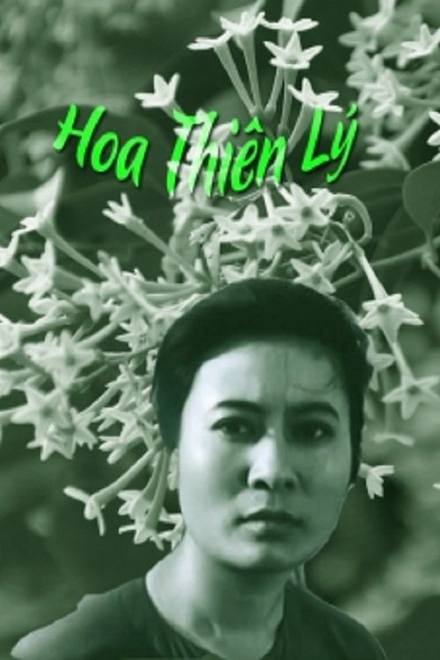 Hoa Thiên Lý